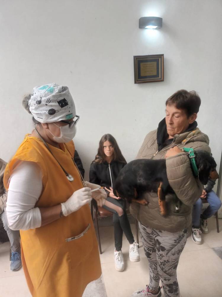 Primera jornada de castración masiva en Magdalena